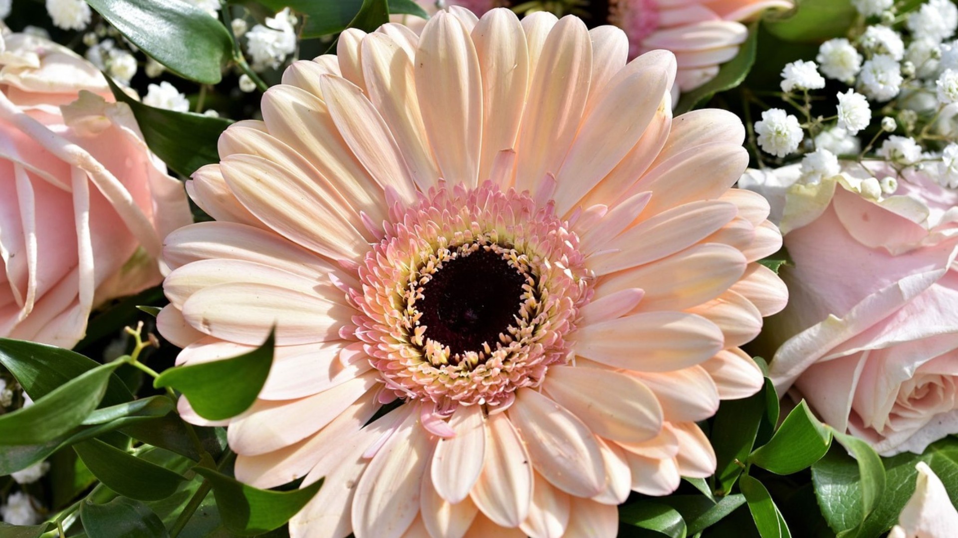 gerbera, zdroj: pixabay.com