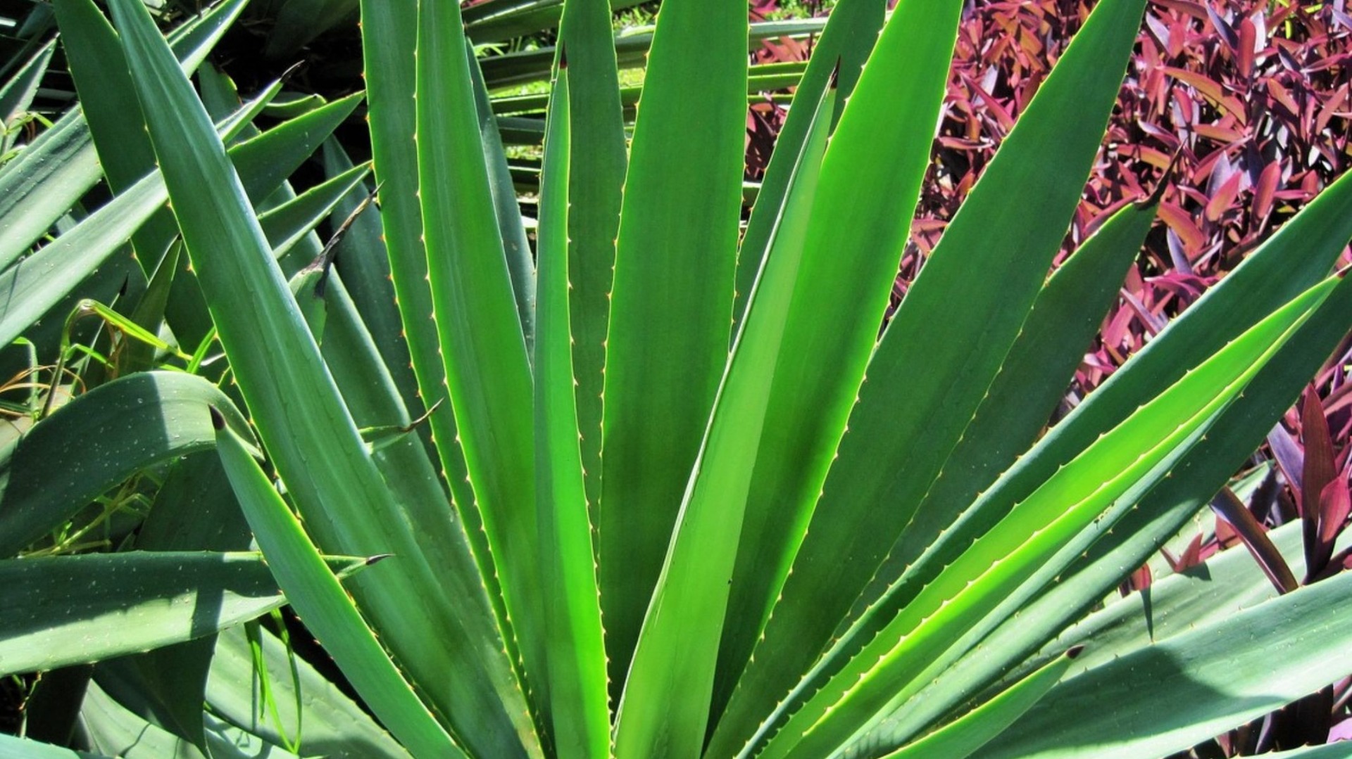 agave, zdroj: pixabay.com