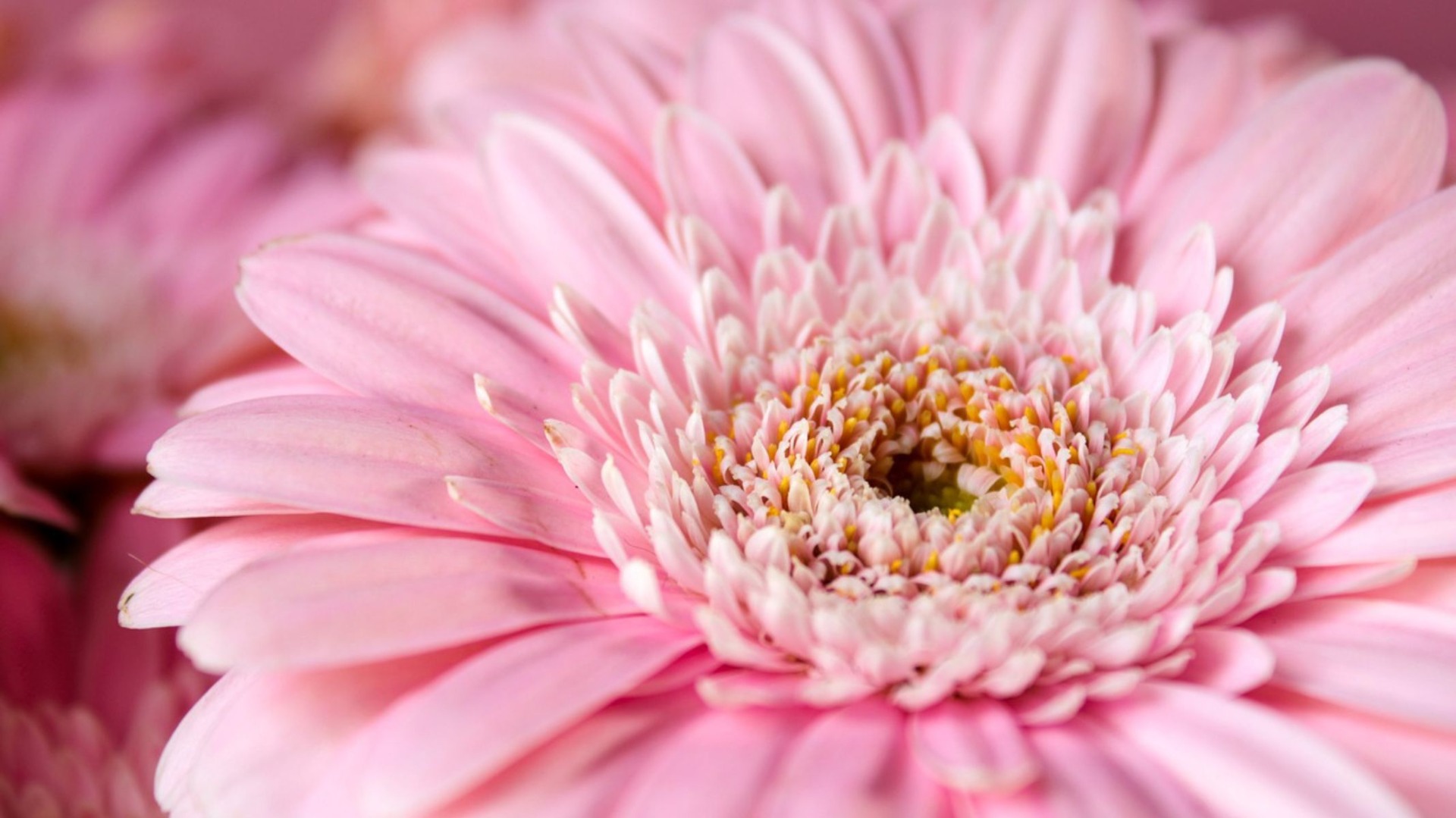 gerbera, zdroj:pixabay.com