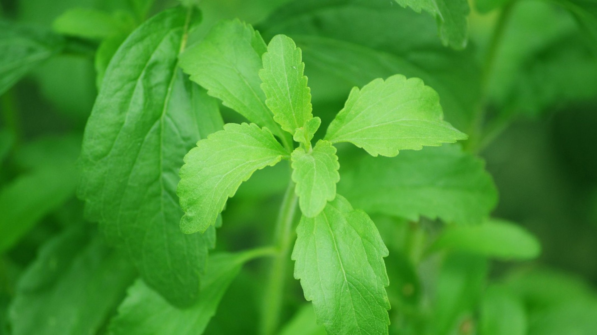 stevia, zdroj: pixabay.com