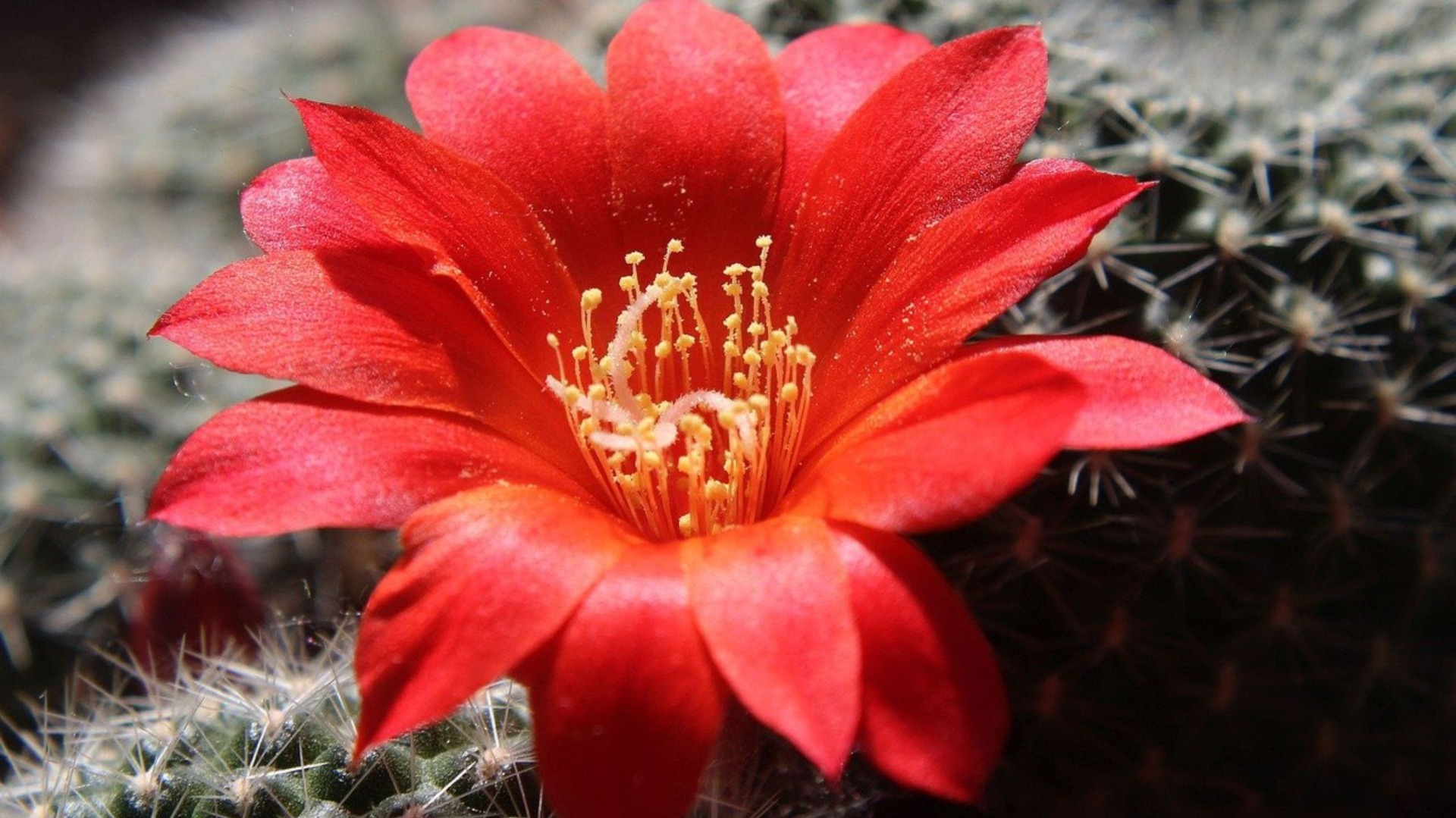 rebutia, zdroj: pixabay.com