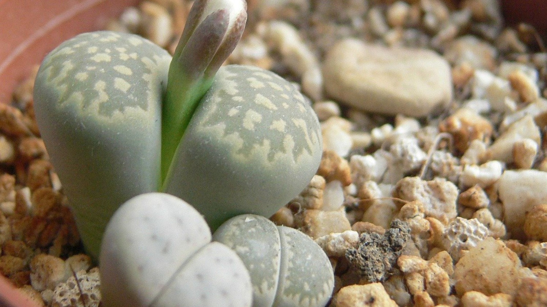 lithops, zdroj: pixabay.com