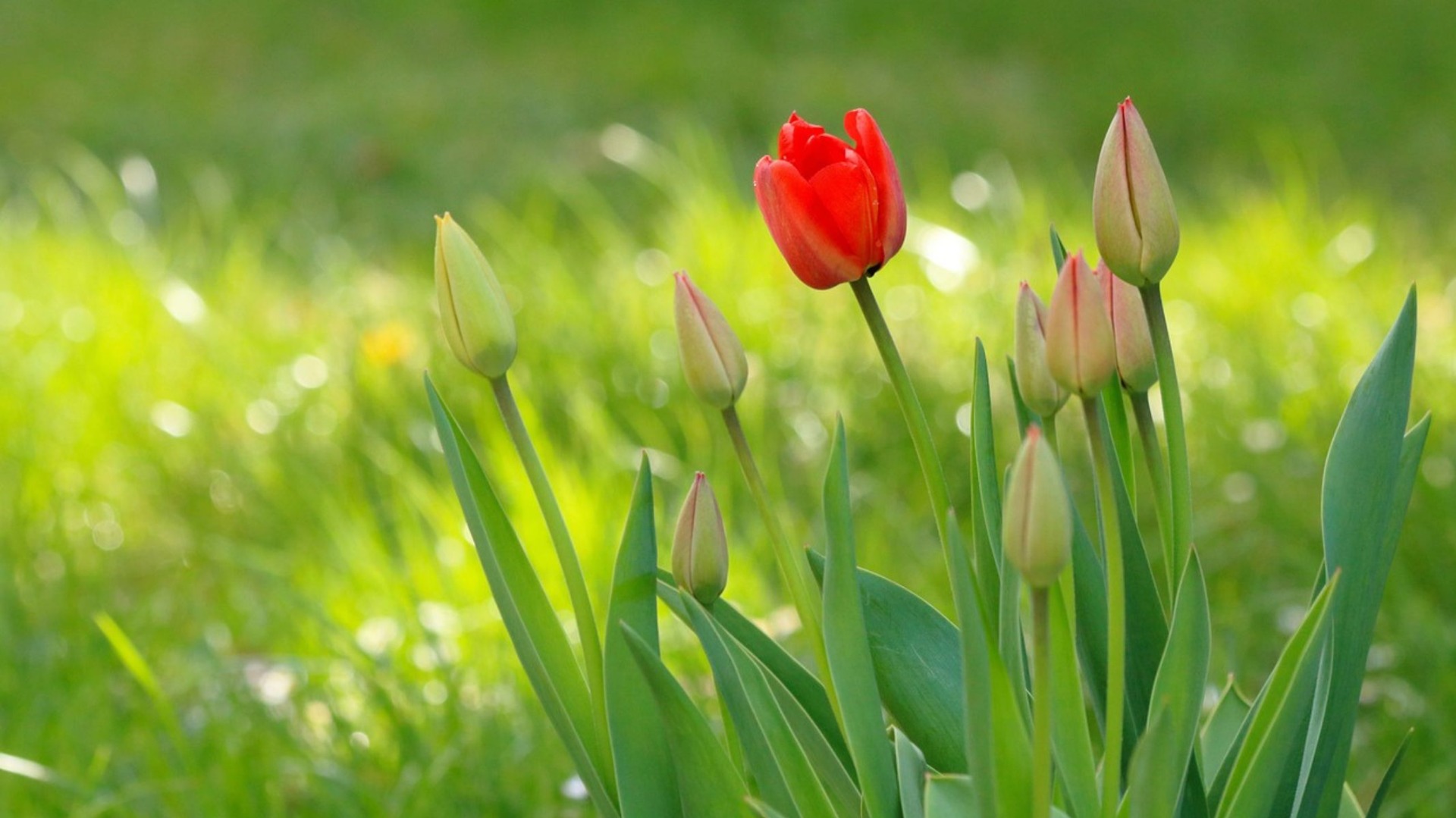 tulipány, zdroj: pixabay.com