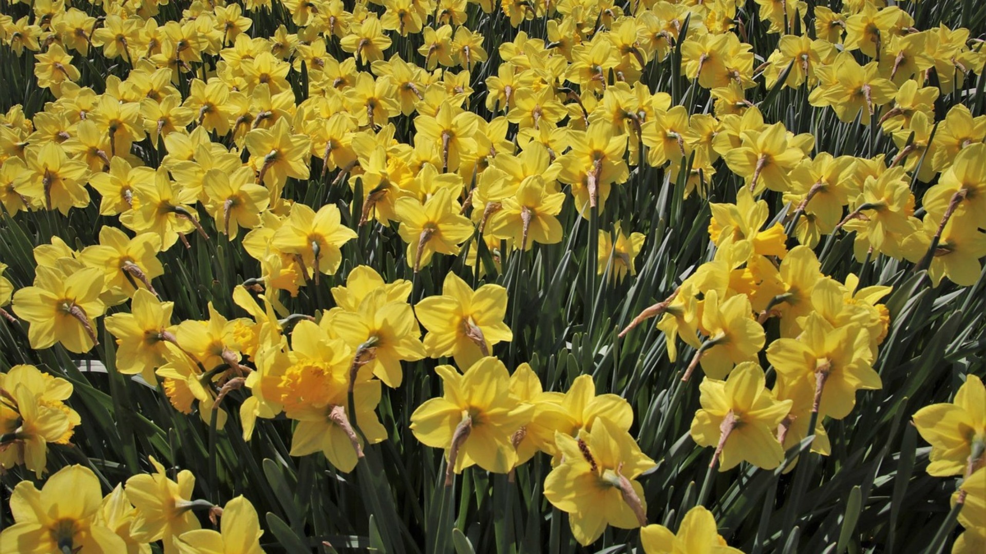 narcisy, zdroj: pixabay.com