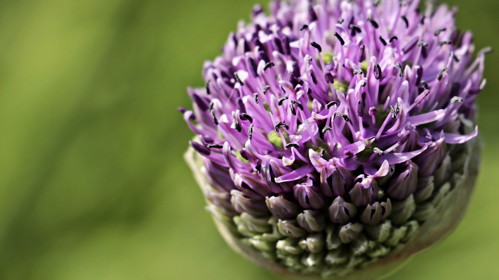 aliums, zdroj: pixabay.com