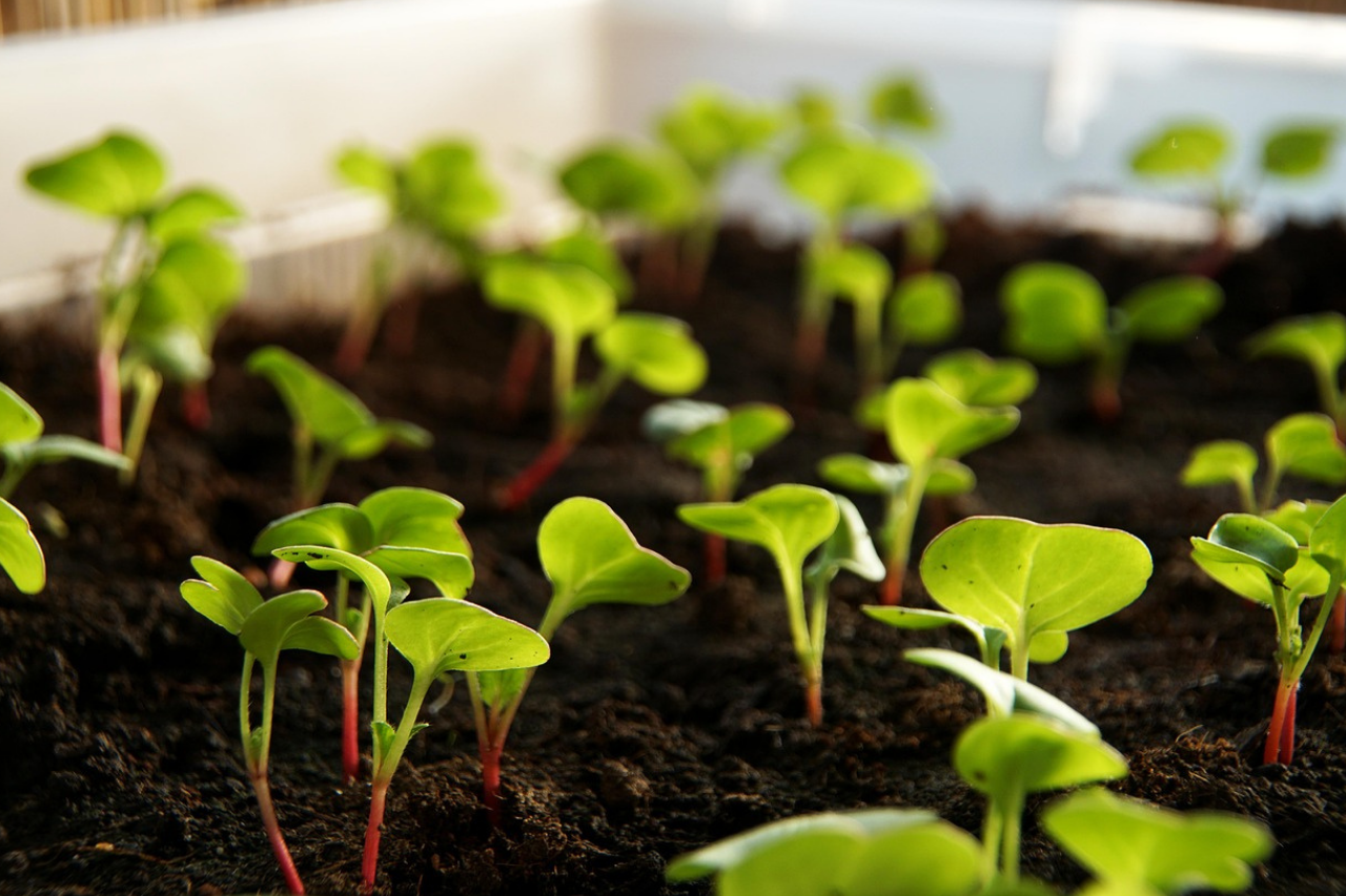 mladé ředkvičky, zdroj: pixybay.com / gartengoere 